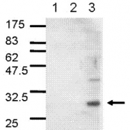 NB100-62101 - 14-3-3 protein pan
