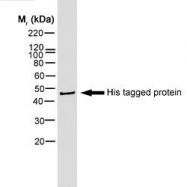 NB100-63172 - 6xHistidine Epitope Tag