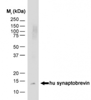 NB100-63292 - VAMP-1 / Synaptobrevin-1