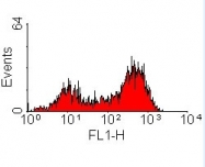 NB100-64254 - Endothelium