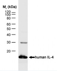 NB100-64799 - Interleukin-4 / IL4