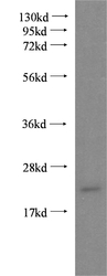 NB110-68135 - Dermatopontin