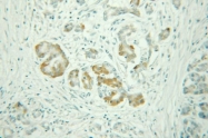 NB110-68135 - Dermatopontin