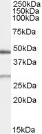 NB100-68161 - BNIP1