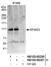 NB100-68206 - RFWD3 / RNF201