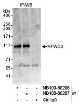 NB100-68207 - RFWD3 / RNF201