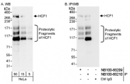 NB100-68210 - Host cell factor / HCFC1