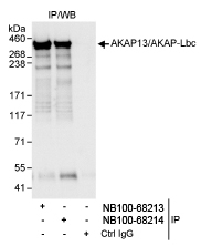 NB100-68213 - AKAP13