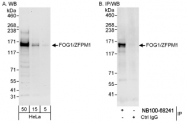 NB100-68241 - ZFPM1 / FOG1