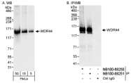 NB100-68250 - WDR44 / Rabphilin-11