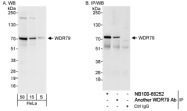 NB100-68252 - WDR79 / TCAB1
