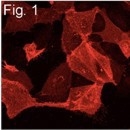 NB100-2073 - Influenza A