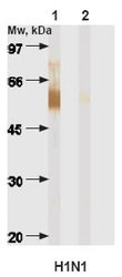 NB100-73155 - Influenza A