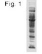 NB100-74339 - Acetylated Lysine