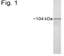 NB100-74442 - Heat shock protein 104 / HSP104