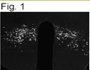 NB100-74471 - Neuropeptide B