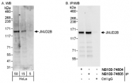 NB100-74605 - JMJD2B / KDM4B