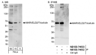 NB100-74632 - Tricellulin