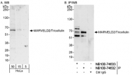 NB100-74633 - Tricellulin
