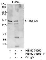 NB100-74655 - ZNF295