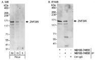 NB100-74656 - ZNF295