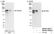 NB100-74657 - ZNF592
