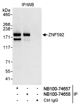 NB100-74658 - ZNF592