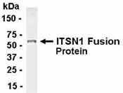 NB100-75281 - Intersectin-1 / ITSN1