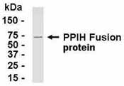 NB100-75346 - Cyclophilin H / PPIH