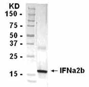 NB100-75556 - IFNA2 / Interferon alpha-2