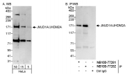 NB100-77282 - KDM3A / JHDM2A