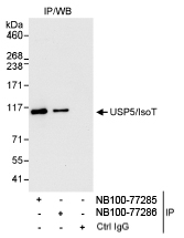 NB100-77286 - USP5 / ISOT