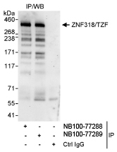 NB100-77288 - ZNF318