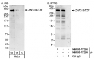 NB100-77289 - ZNF318