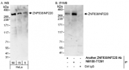 NB100-77290 - ZNF638