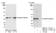 NB100-77305 - WDR77 / MEP-50