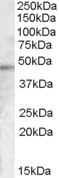 NB100-77342 - TMPRSS3