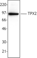 NB100-78473 - TPX2 / DIL2