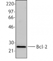 NB100-78543 - Bcl-2