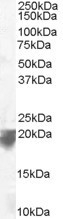NB100-1387 - VPS29