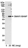 NB100-79783 - BANP / SMAR1