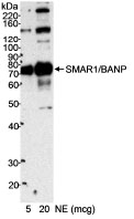 NB100-79784 - BANP / SMAR1