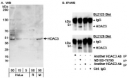 NB100-79798 - HDAC3