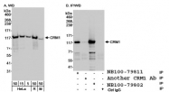 NB100-79802 - XPO1 / Exportin-1