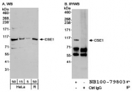 NB100-79803 - XPO2 / Exportin-2
