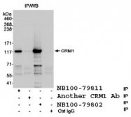 NB100-79811 - XPO1 / Exportin-1