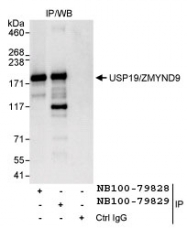 NB100-79828 - USP19
