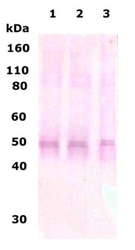 NB110-79877 - Delta-type opioid receptor