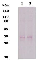 NB110-79879 - Delta-type opioid receptor
