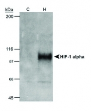 NB100-105B - HIF1A / HIF1 alpha